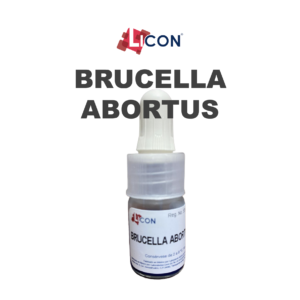 brucella